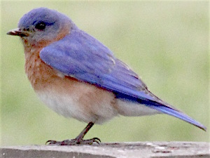 Eastern Bluebird